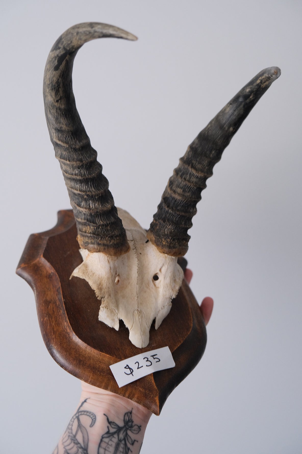 Springbok Skull Plate