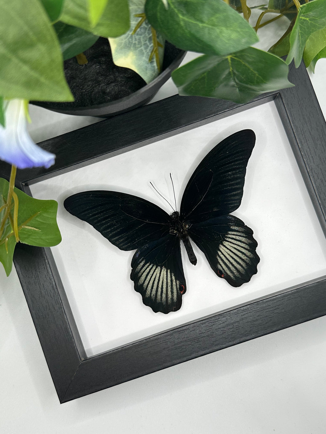Scarlet Mormon / Papilio Rumanzovia in a frame