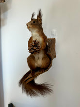 Load image into Gallery viewer, “Hugo” Taxidermy Red Squirrel
