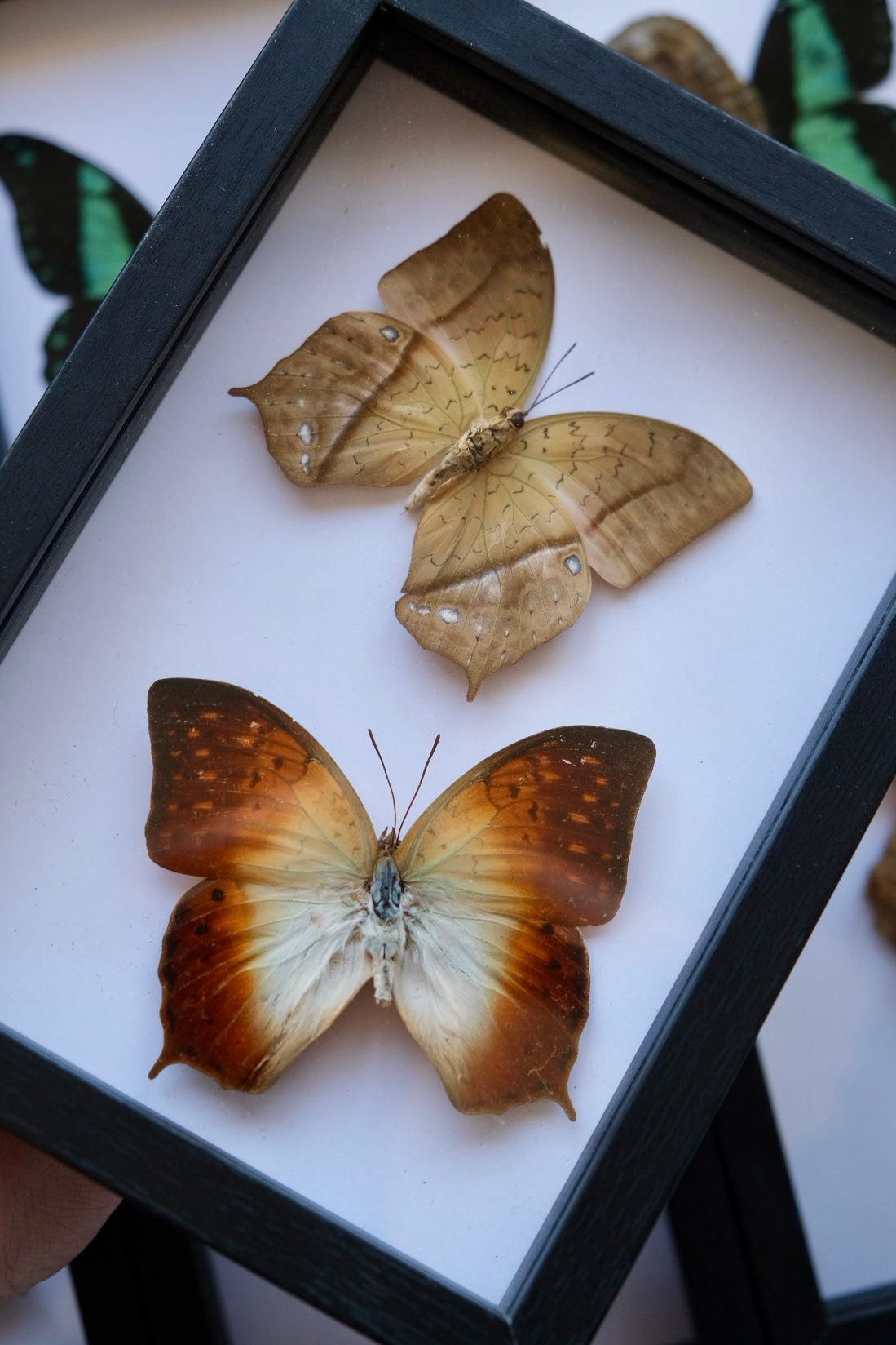 Duo Forest Pearl Butterfly / Charaxes Fulvescens Frame