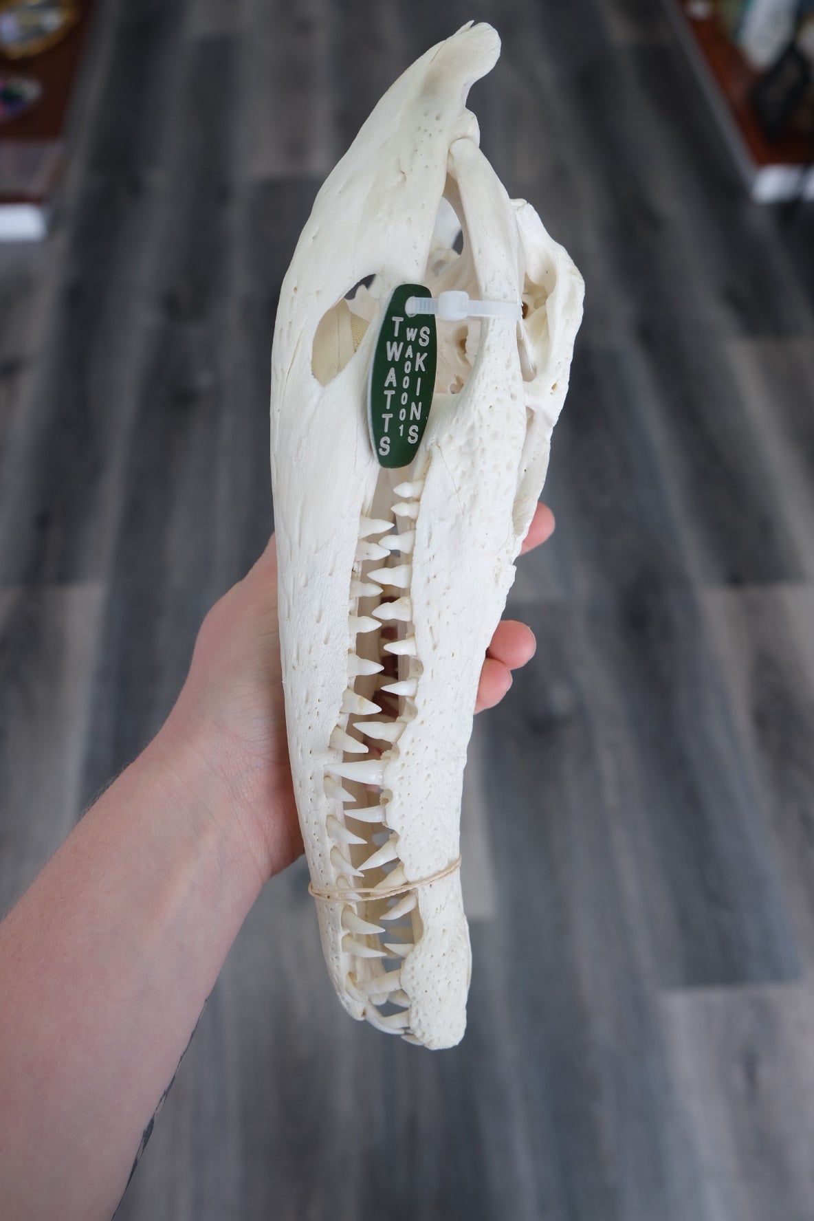 Australian Saltwater Crocodile Skull #5