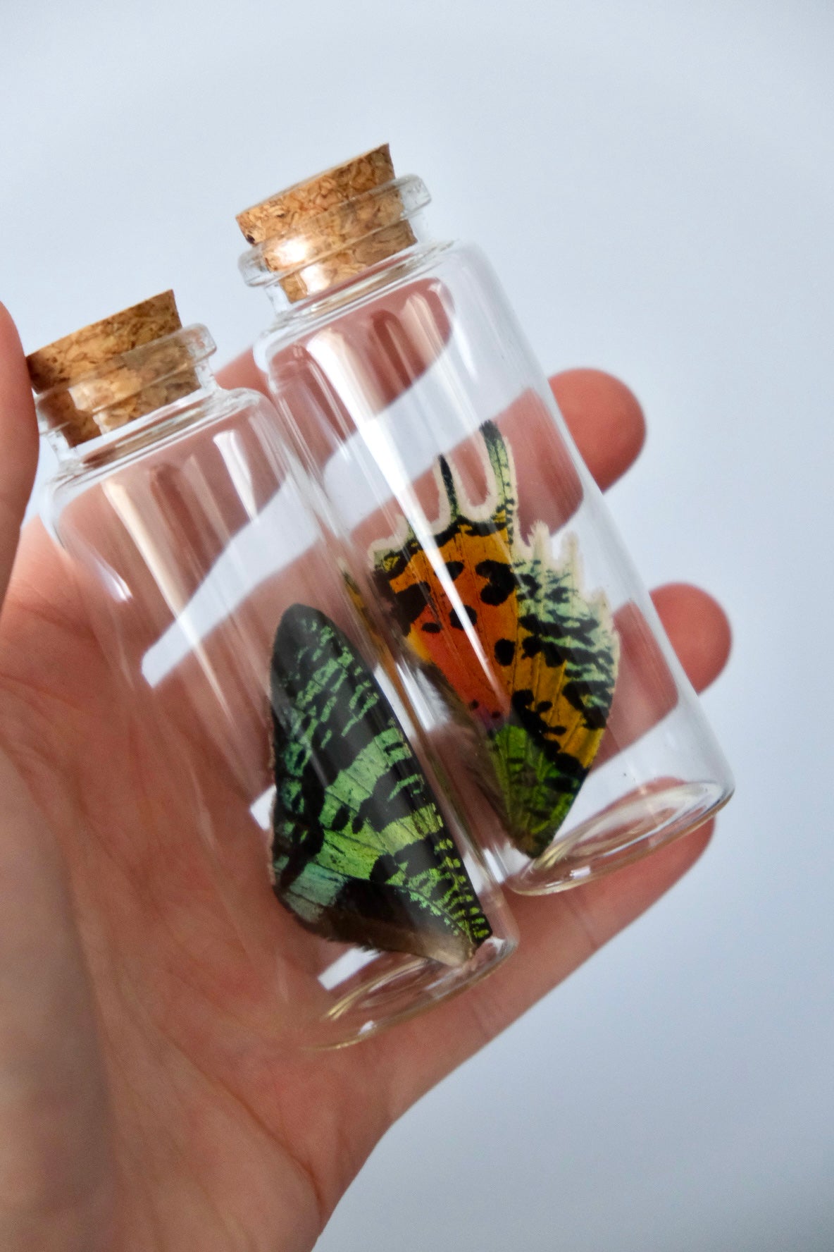 Madagascan Sunset Moth Wing Jar