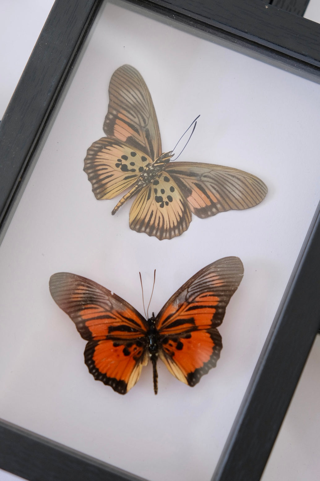 Clark's False Butterfly Duo / Pseudacraea Clarki Egina Frame