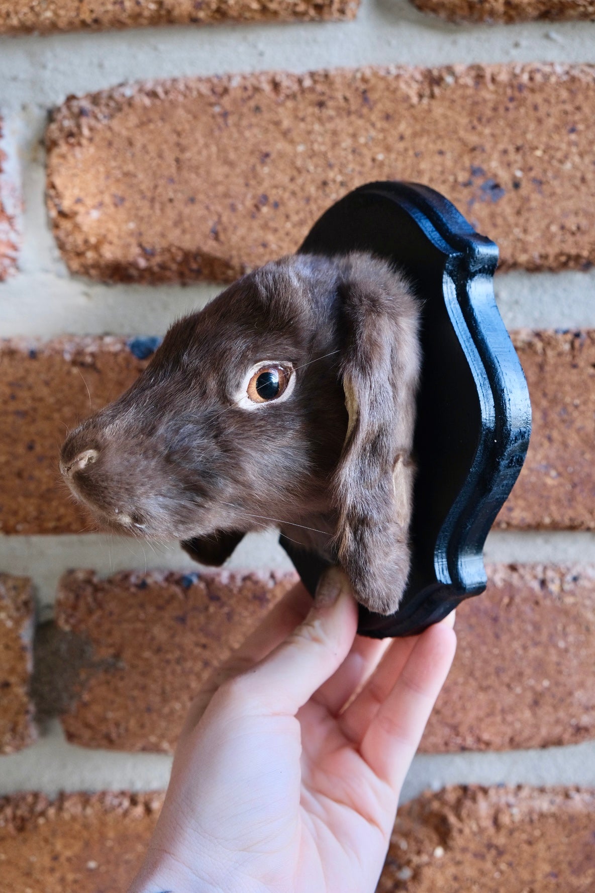 "Penny" Taxidermy Bunny Head Shield