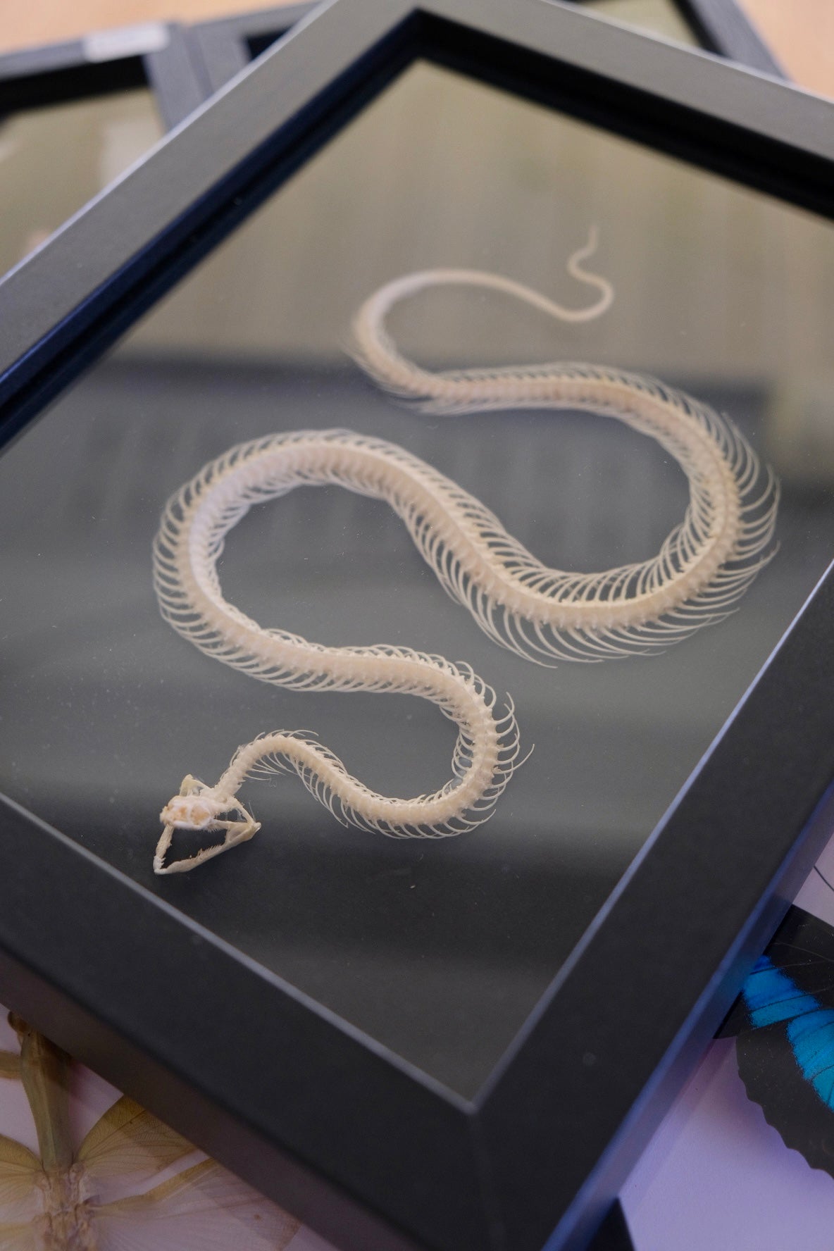 Snake Skeleton / Keelback (Xenochrophis Vittatus) in a frame