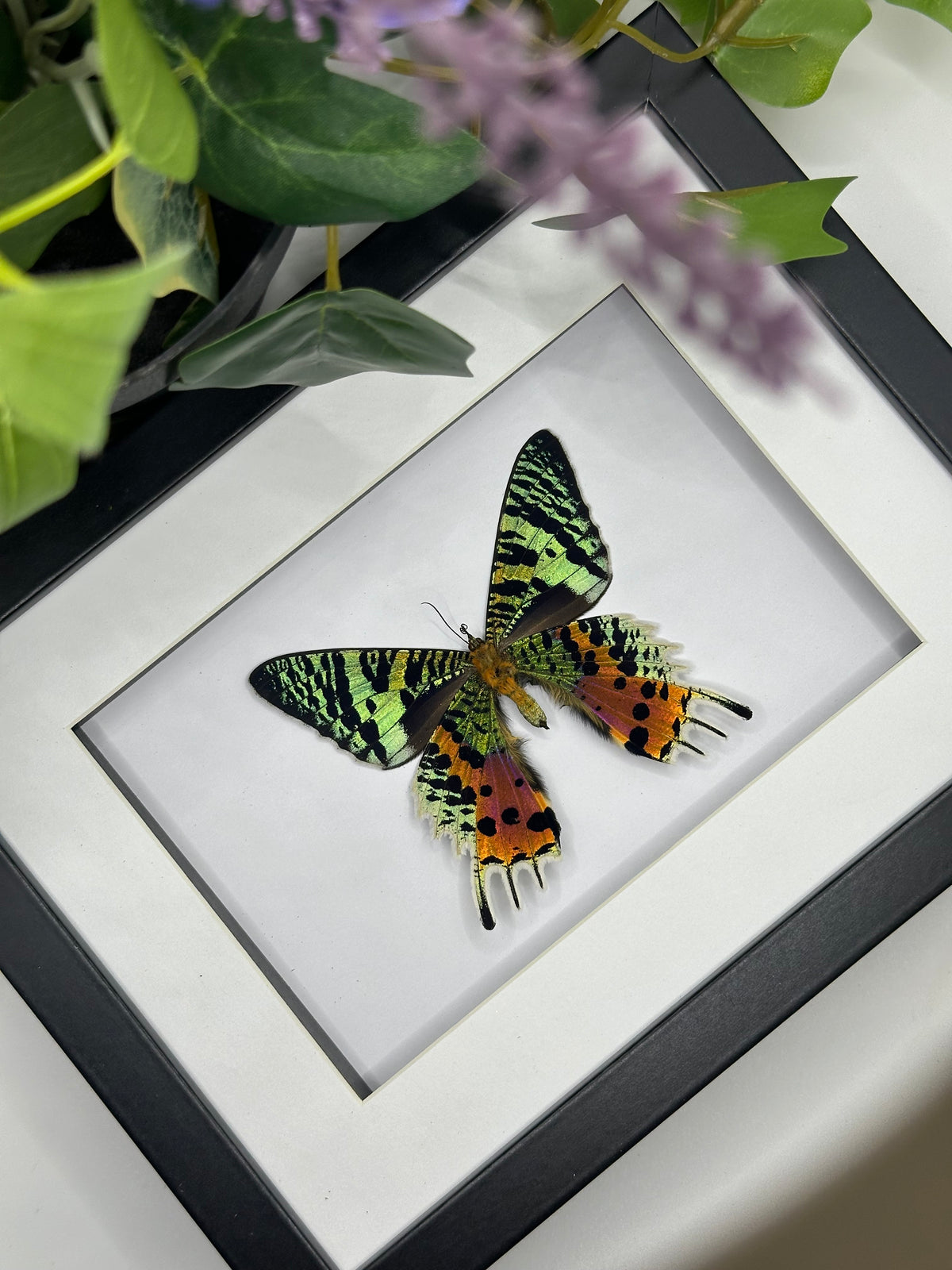 Madagascan Sunset Moth / Chrysiridia Rhipheus in a frame | Underside #1