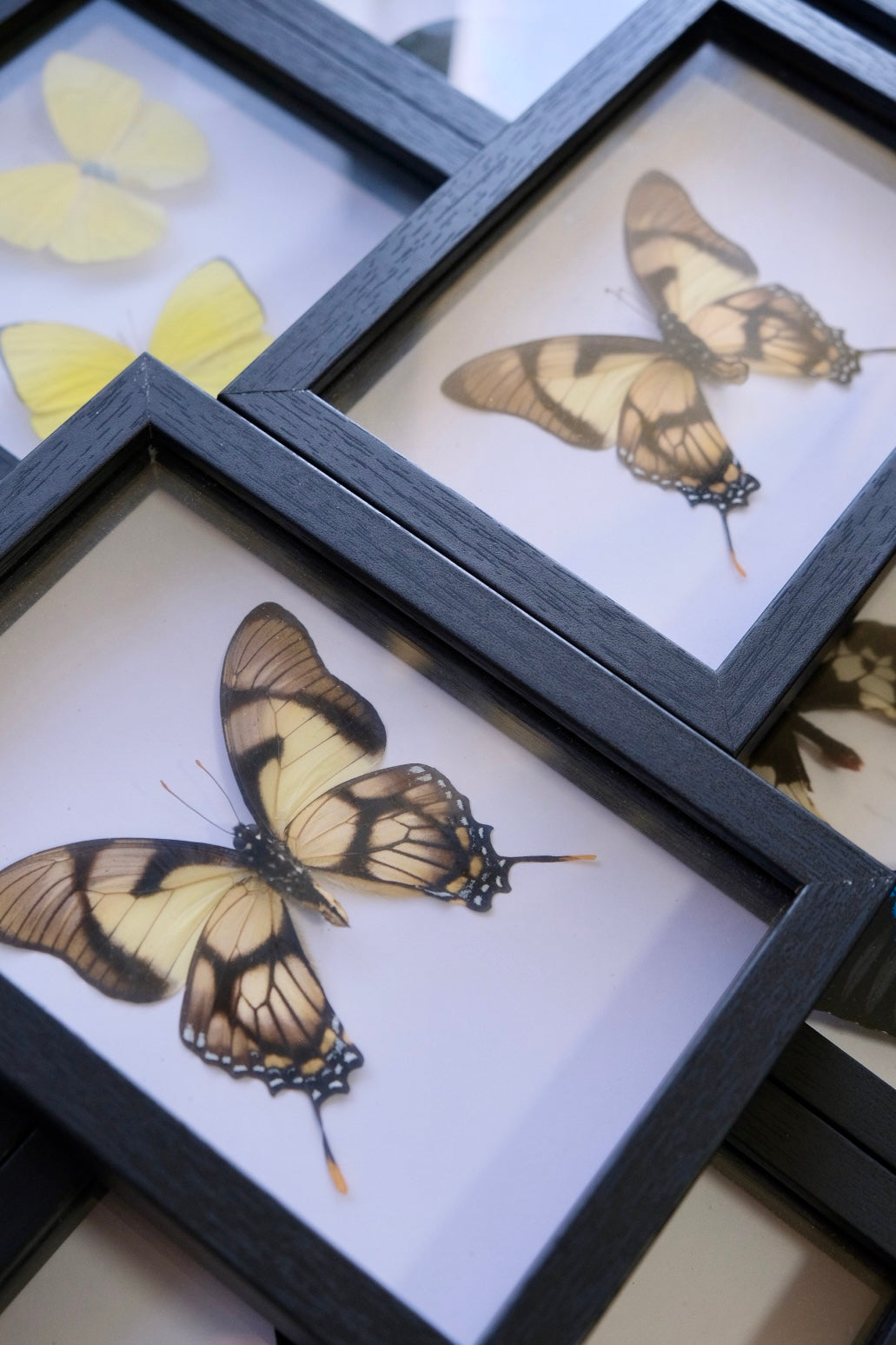 Kite Swallowtail / Eurytides Dolicaon in a frame