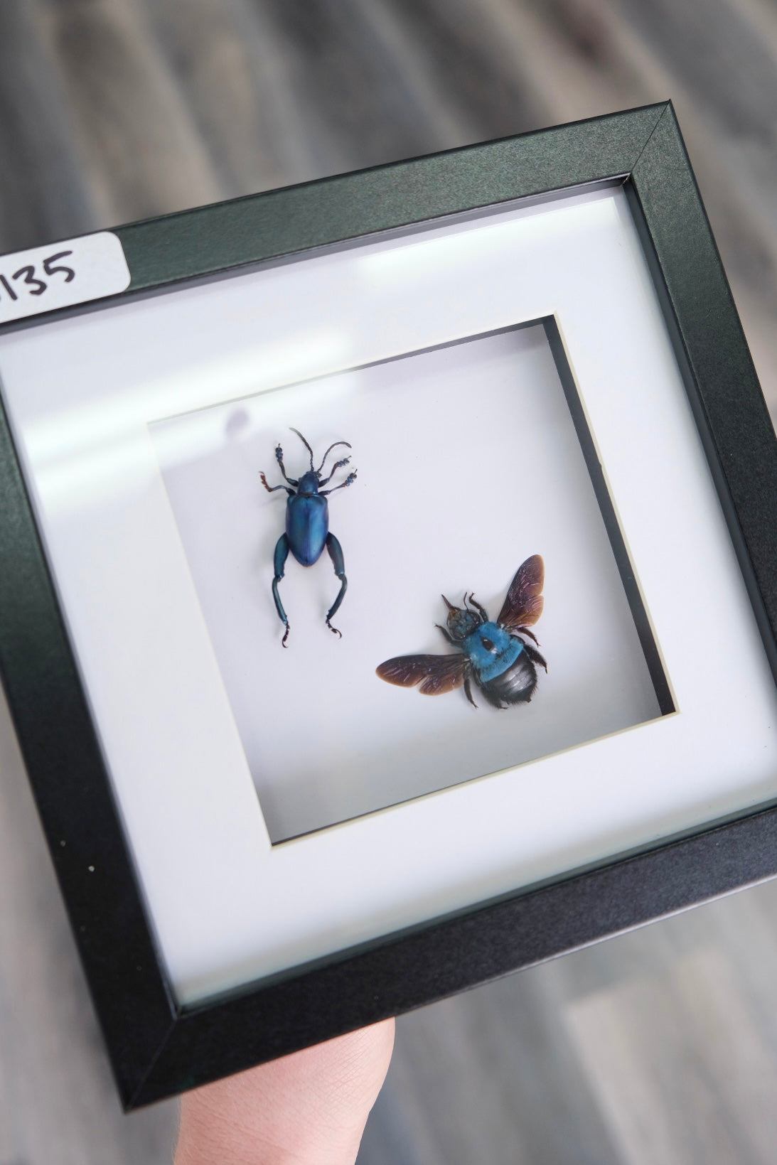 Weevil Beetle & Blue Carpenter Bee Duo Frame