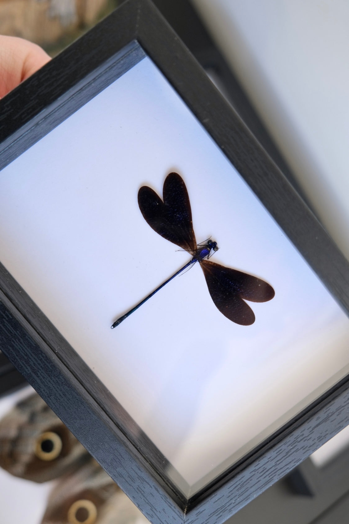 Nila Flashwing Damselfly / Vestalis Luctuosa in a frame | Male