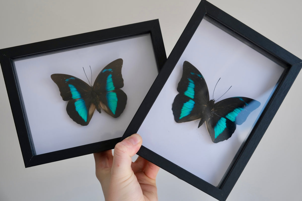 Prepona Butterfly in a frame