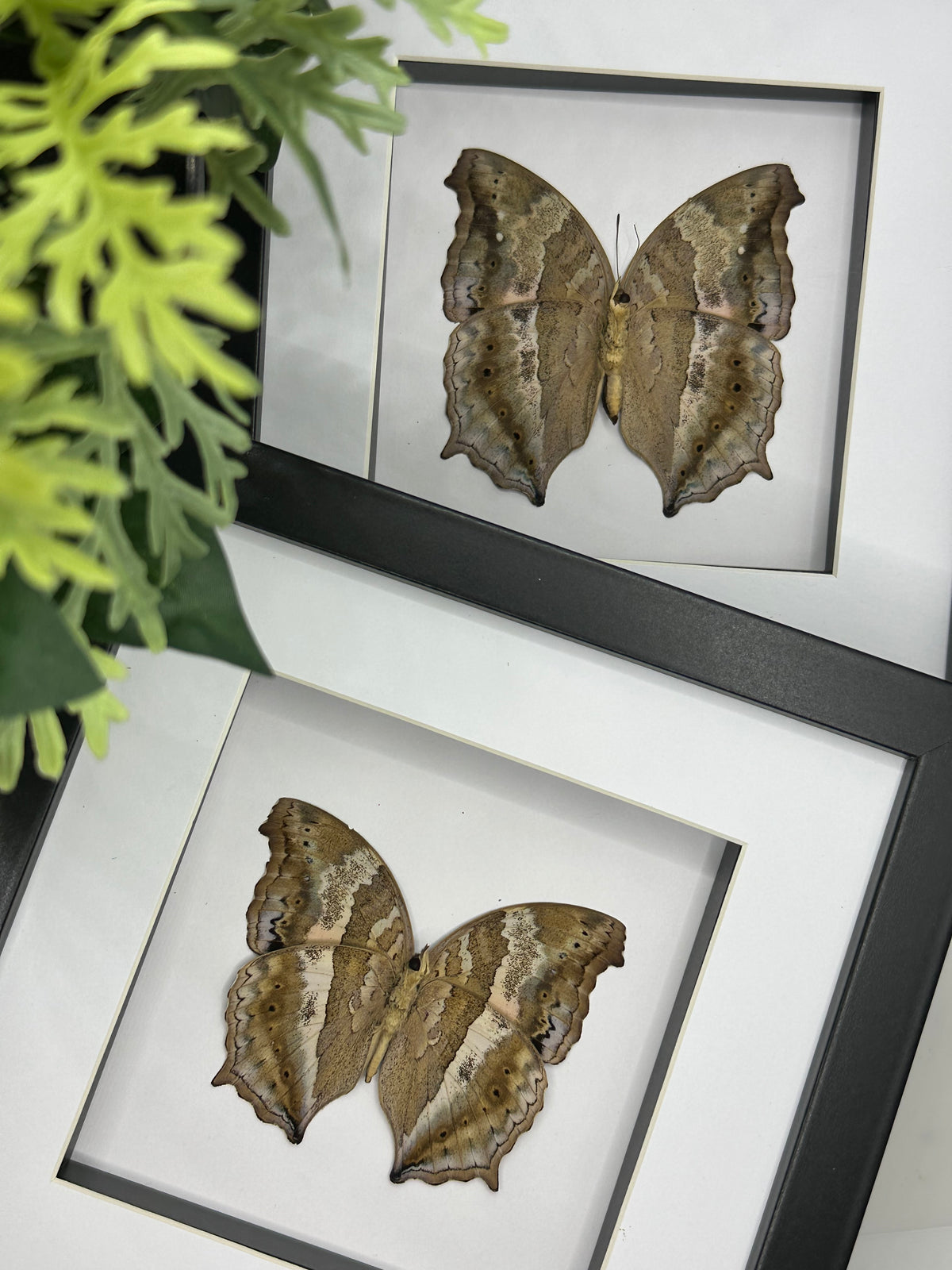 Australian Lurcher Butterfly / Yoma Sabina in a frame