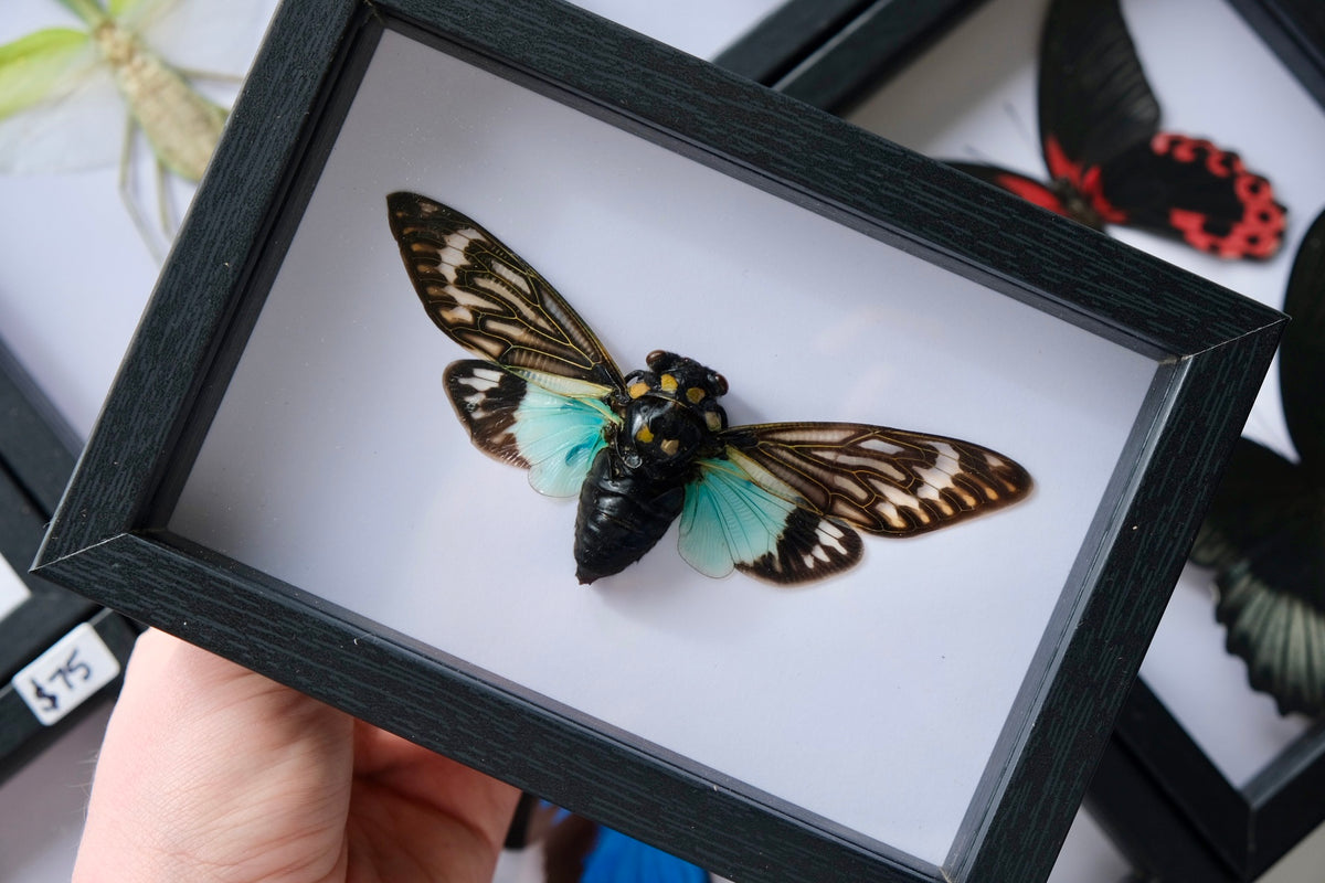 Tosena Splendida Cicada in a frame