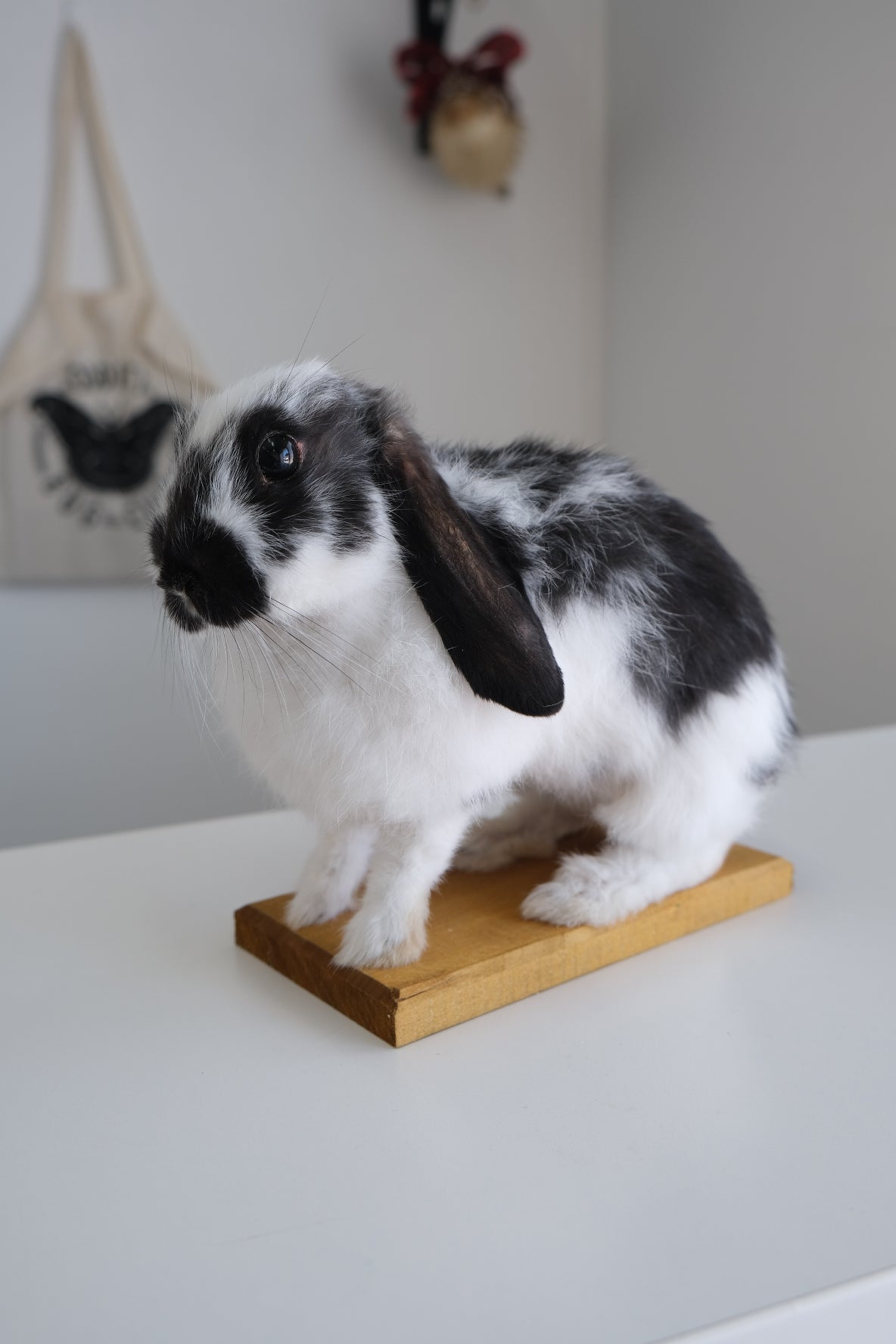 "Sally" Taxidermy Bunny