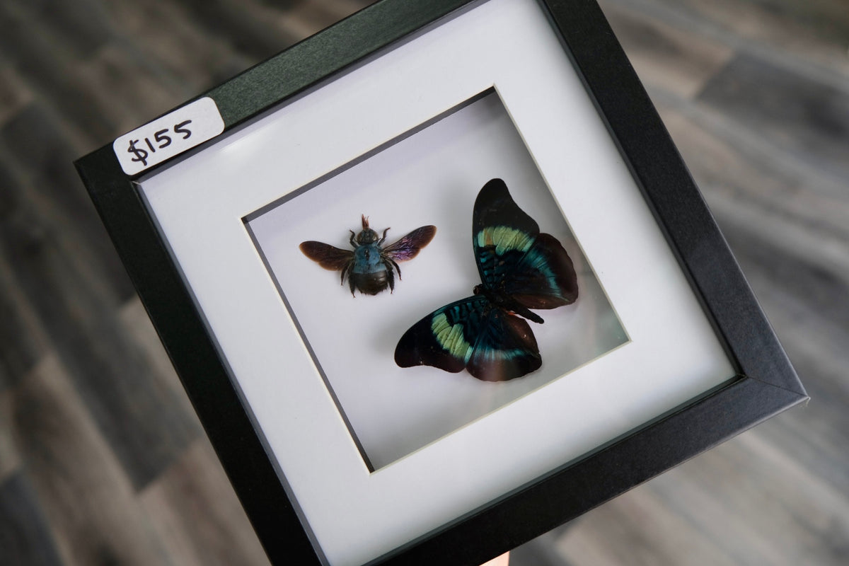 Red Flasher Butterfly & Blue Carpenter Bee Duo Frame