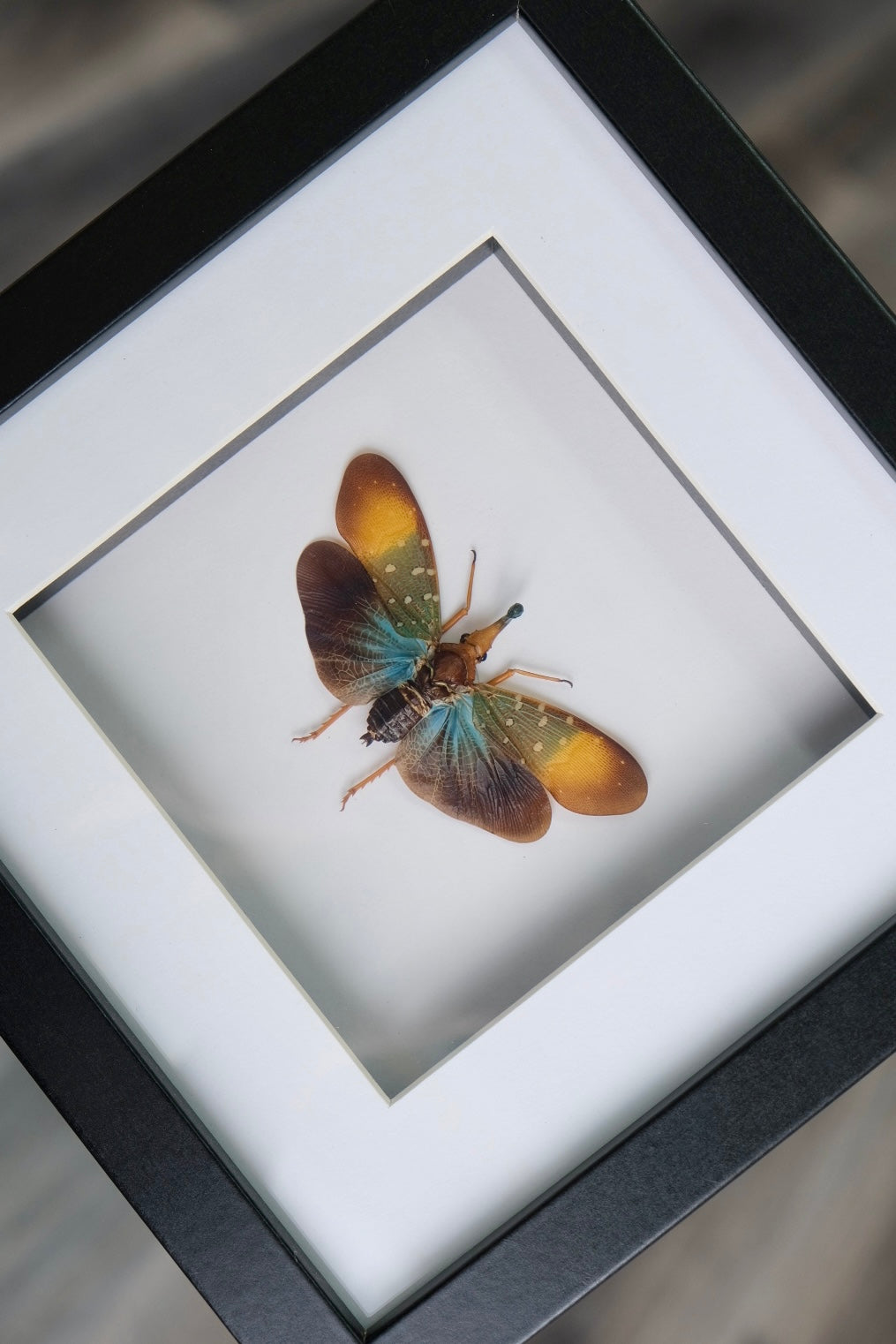 Gold Spot Lanternfly / Pyrops Gunjii in a frame