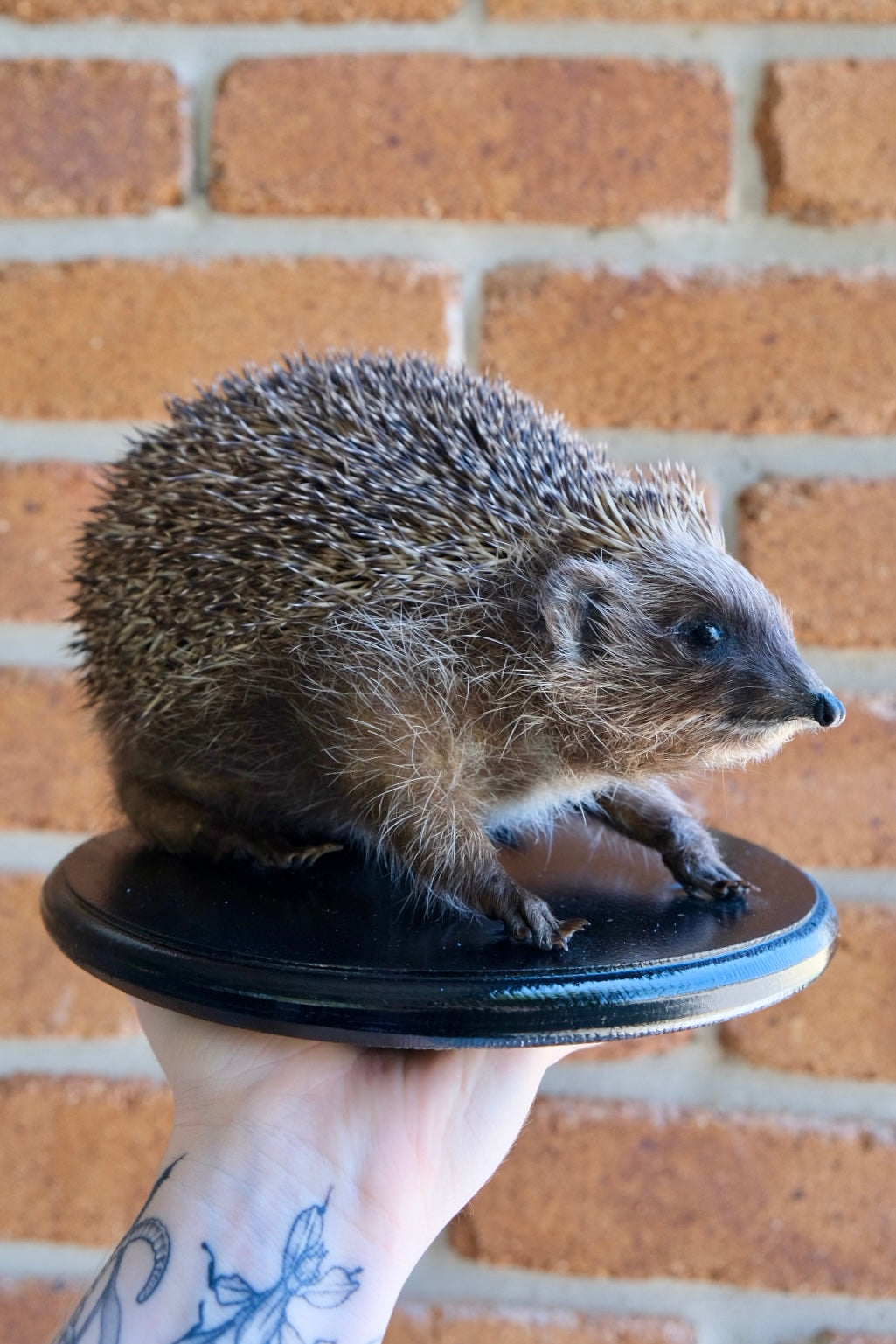 "Sonic" Taxidermy Hedgehog