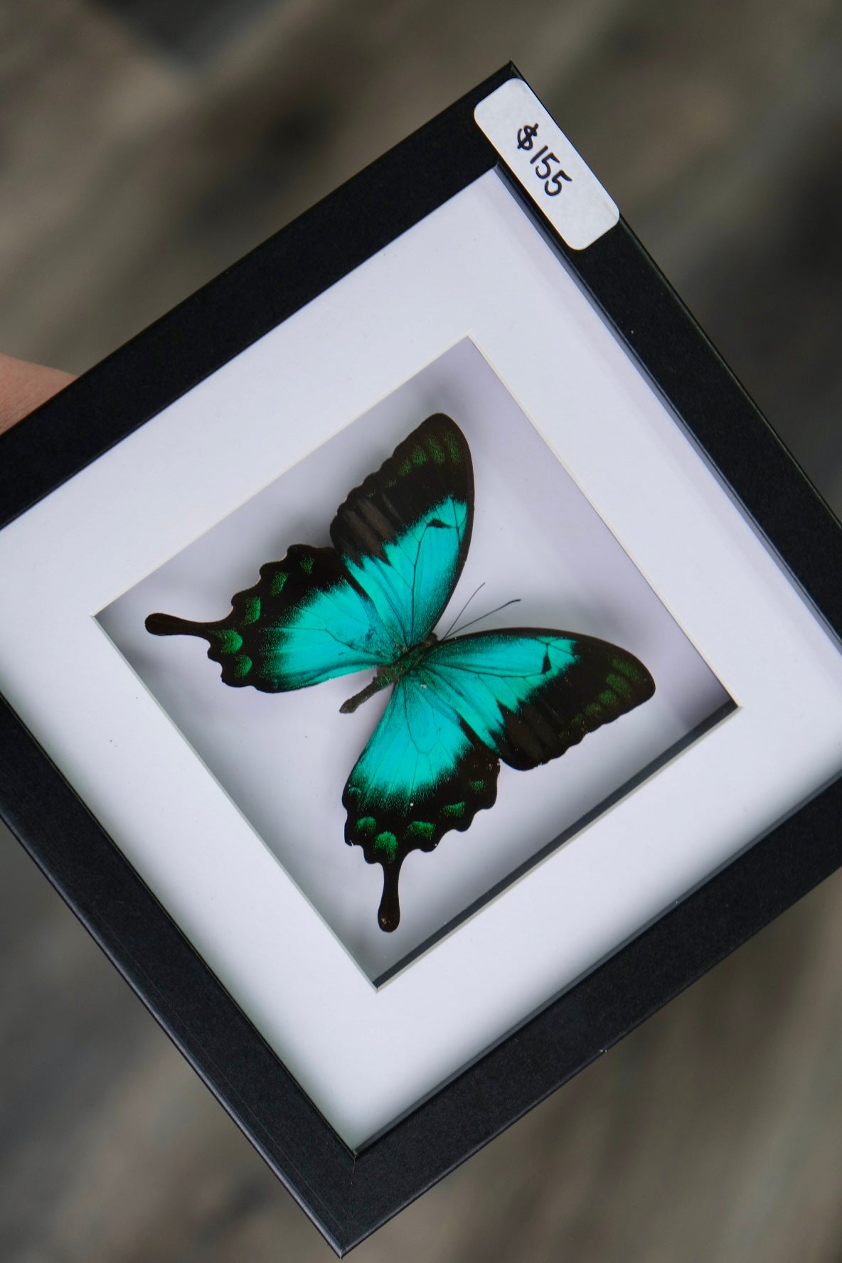 Sea Green Swallowtail / Papilio Lorquinianus Albertisi in a frame