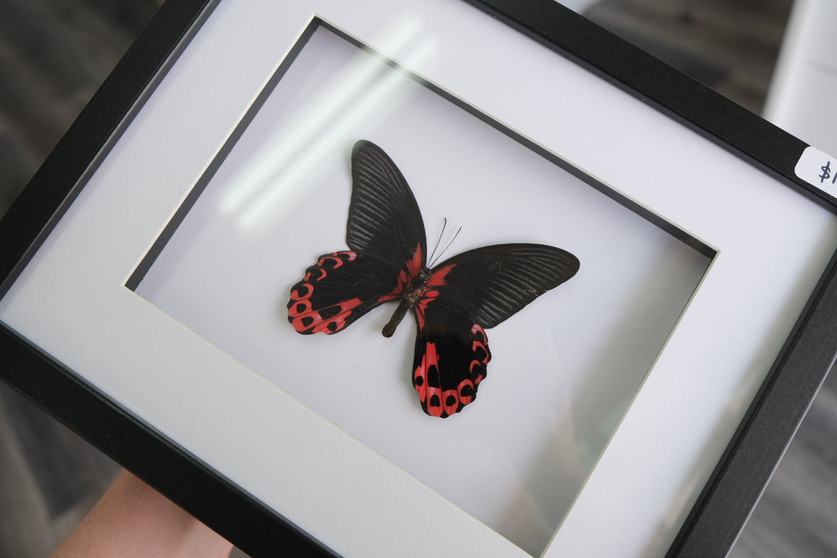 Scarlet Mormon / Papilio Rumanzovia in a larger frame | Male