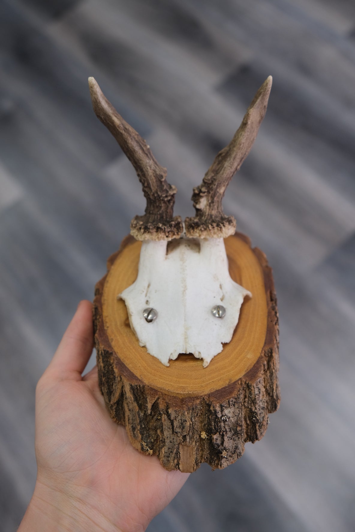 Roe Deer Skull Shield