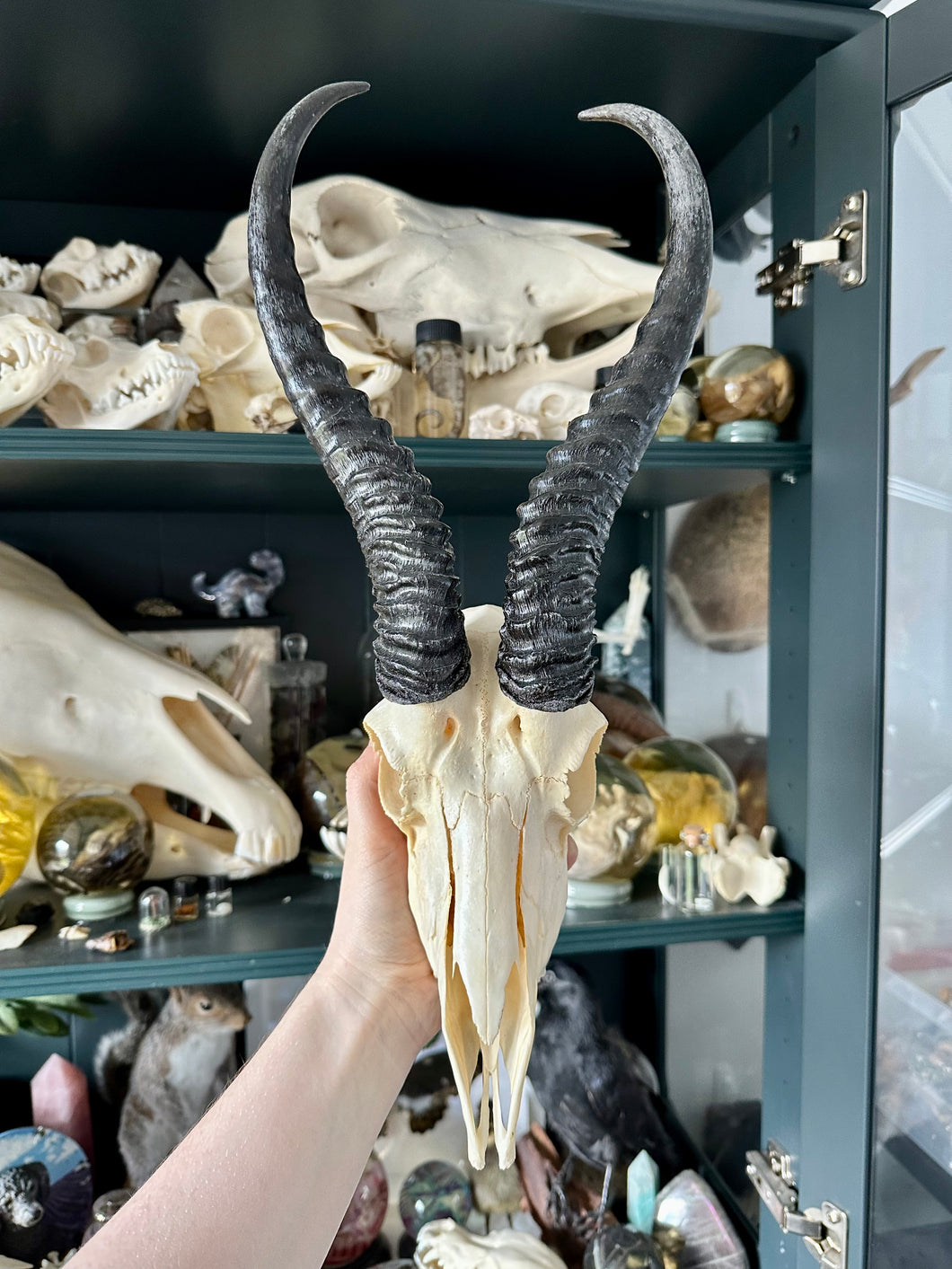Springbok Skull & Horns #10