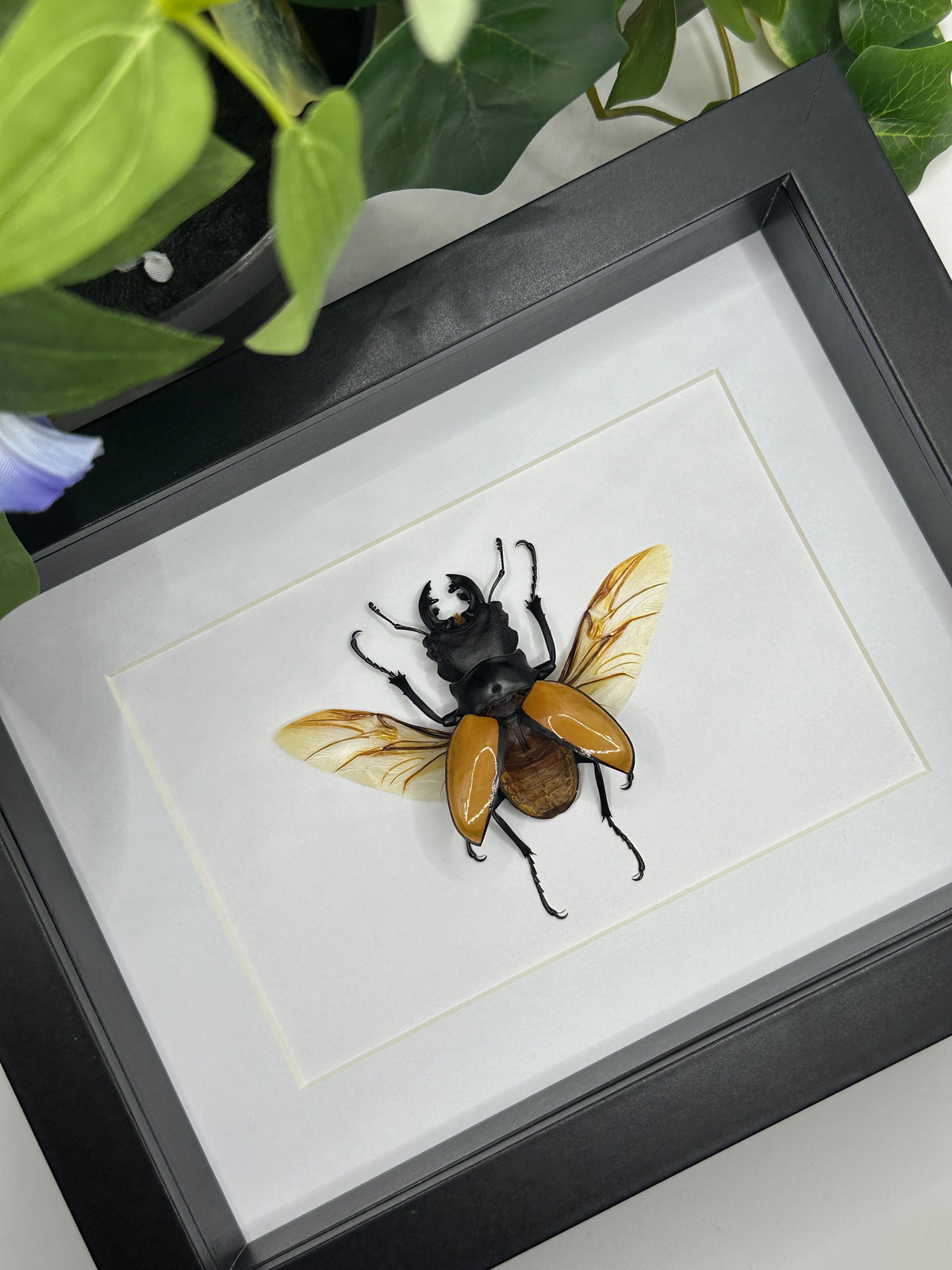 Spread Lucanidae Beetle in a frame