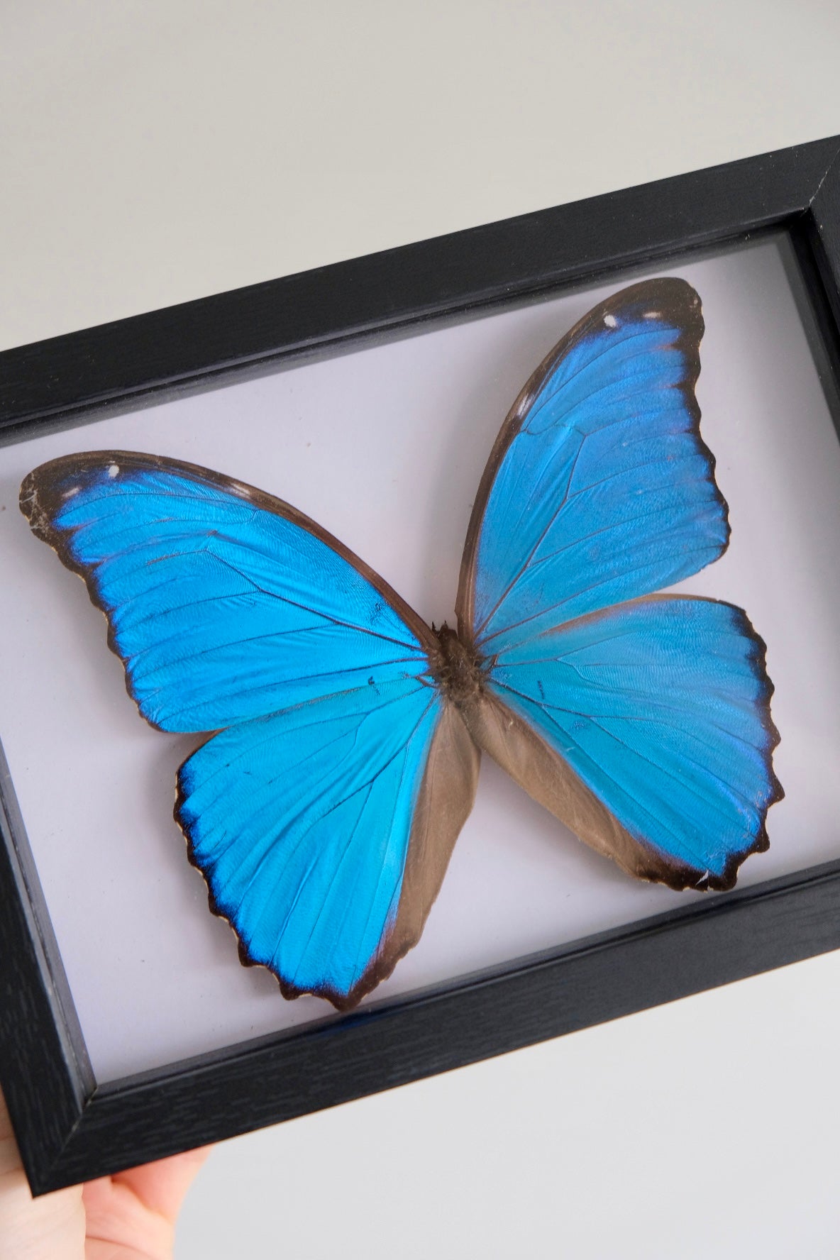 Blue Morpho Didius in a frame #1