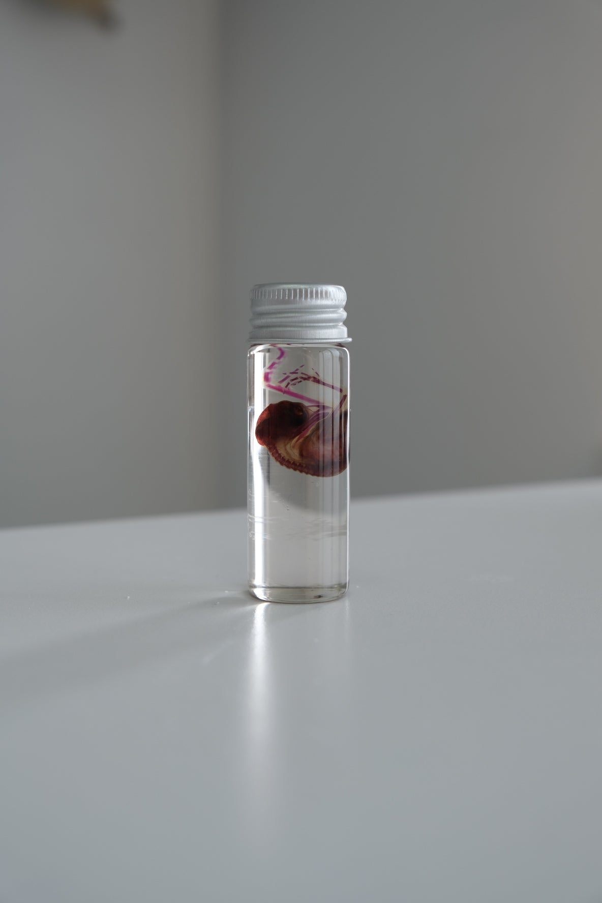 Diaphonised Vial | Quail