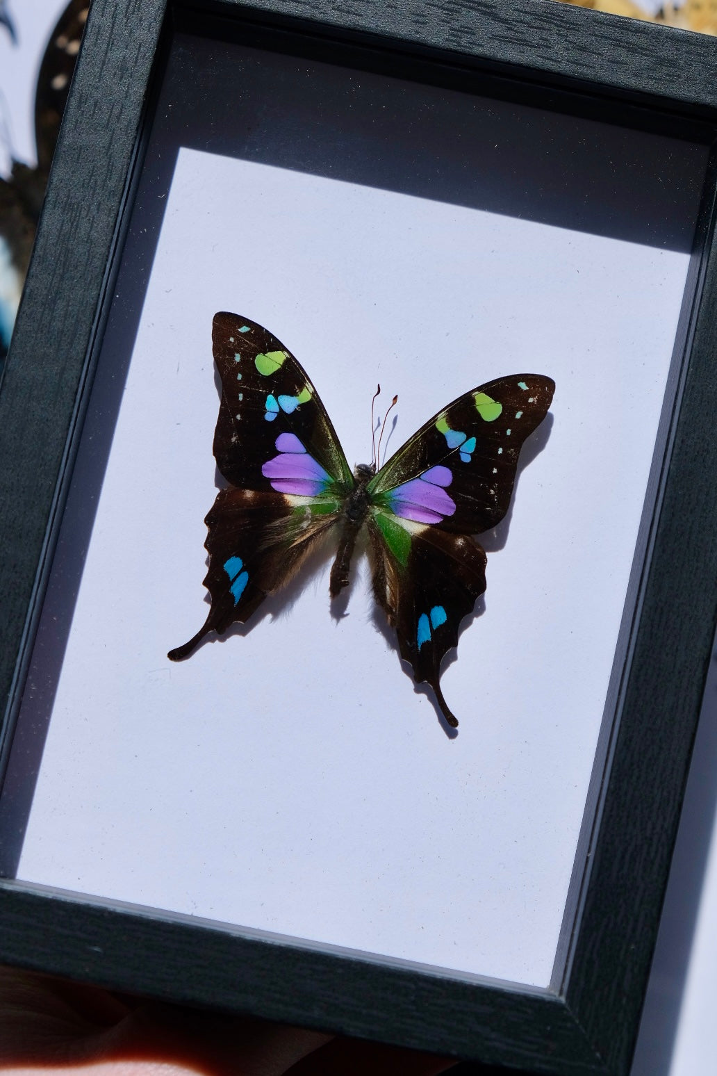 Purple Spotted Swallowtail / Graphium Weiskei in a frame