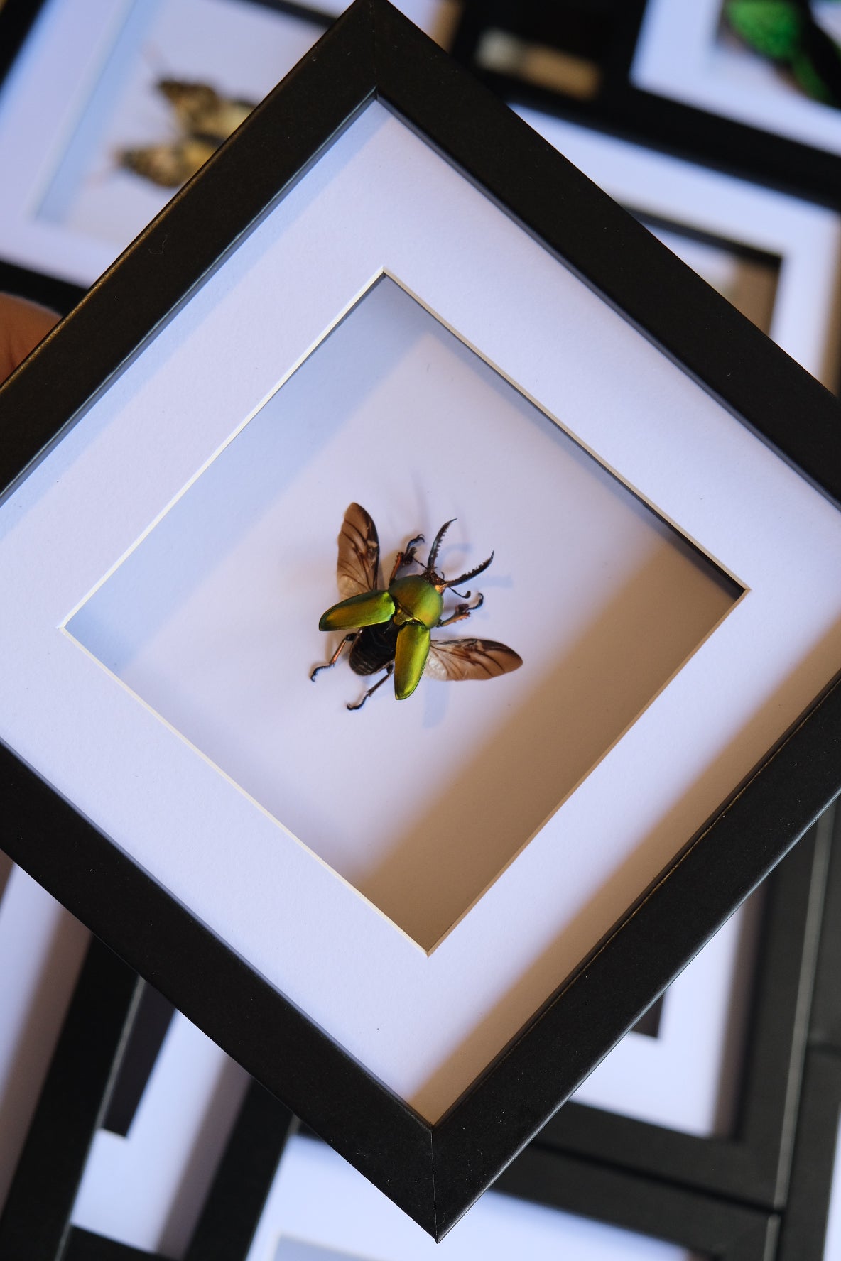 Saw-Tooth Stag Beetle / Lamprima Adolphinae in a frame | Spread