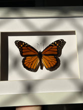 Load image into Gallery viewer, Monarch Butterfly / Danaus Plexippus in a frame
