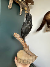 Load image into Gallery viewer, “Sebastian&quot; Taxidermy Jackdew
