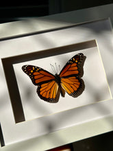 Load image into Gallery viewer, Monarch Butterfly / Danaus Plexippus in a frame
