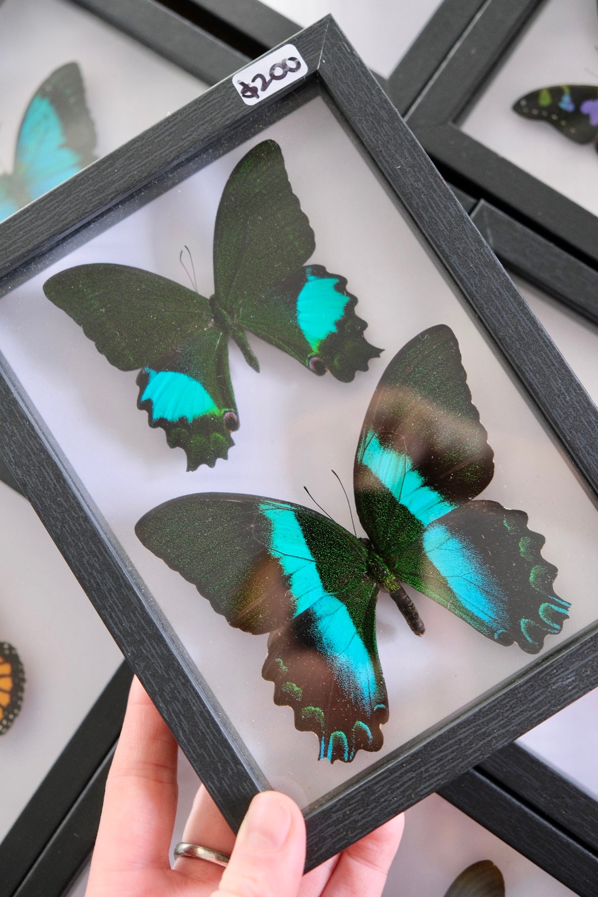 Papilio Blumei & Papilio Paris Butterfly Duo frame (A-)