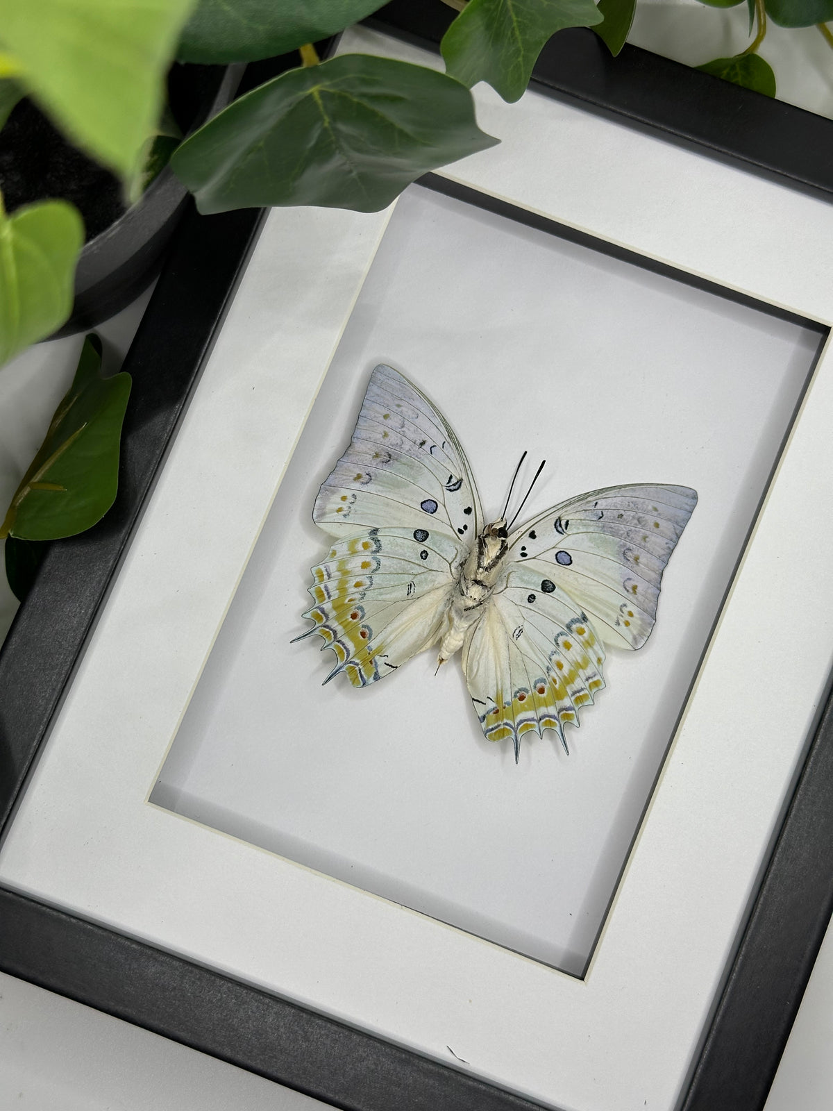 Polyura Delphis Concha Butterfly in a frame