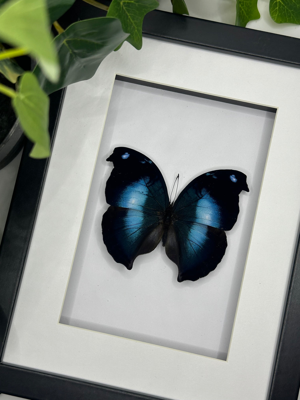 Blue Hookwing Butterfly / Napocles Jucunda in a frame