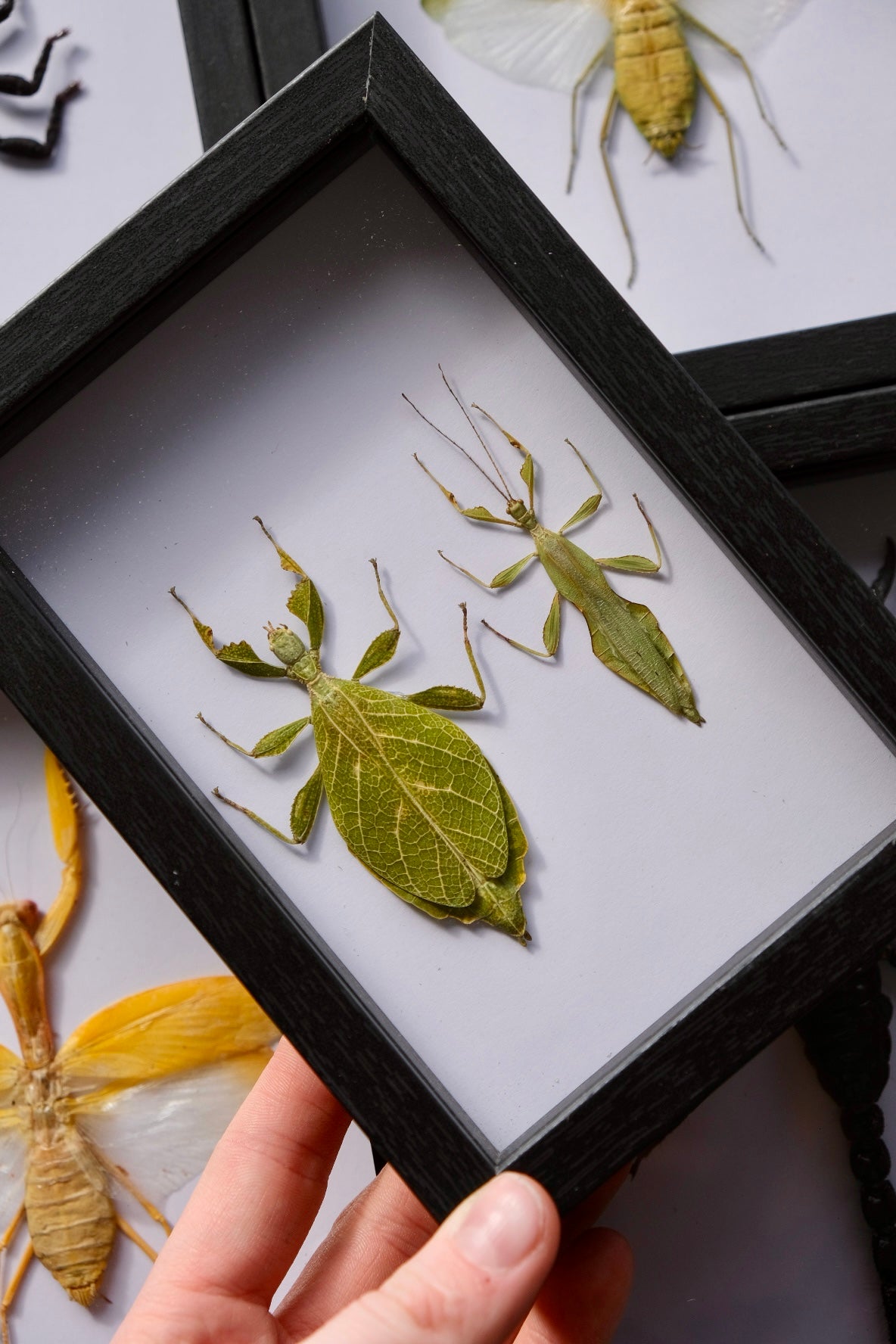 Leaf Insect Duo / Phyllium Jacobsoni in a frame | Female & Male