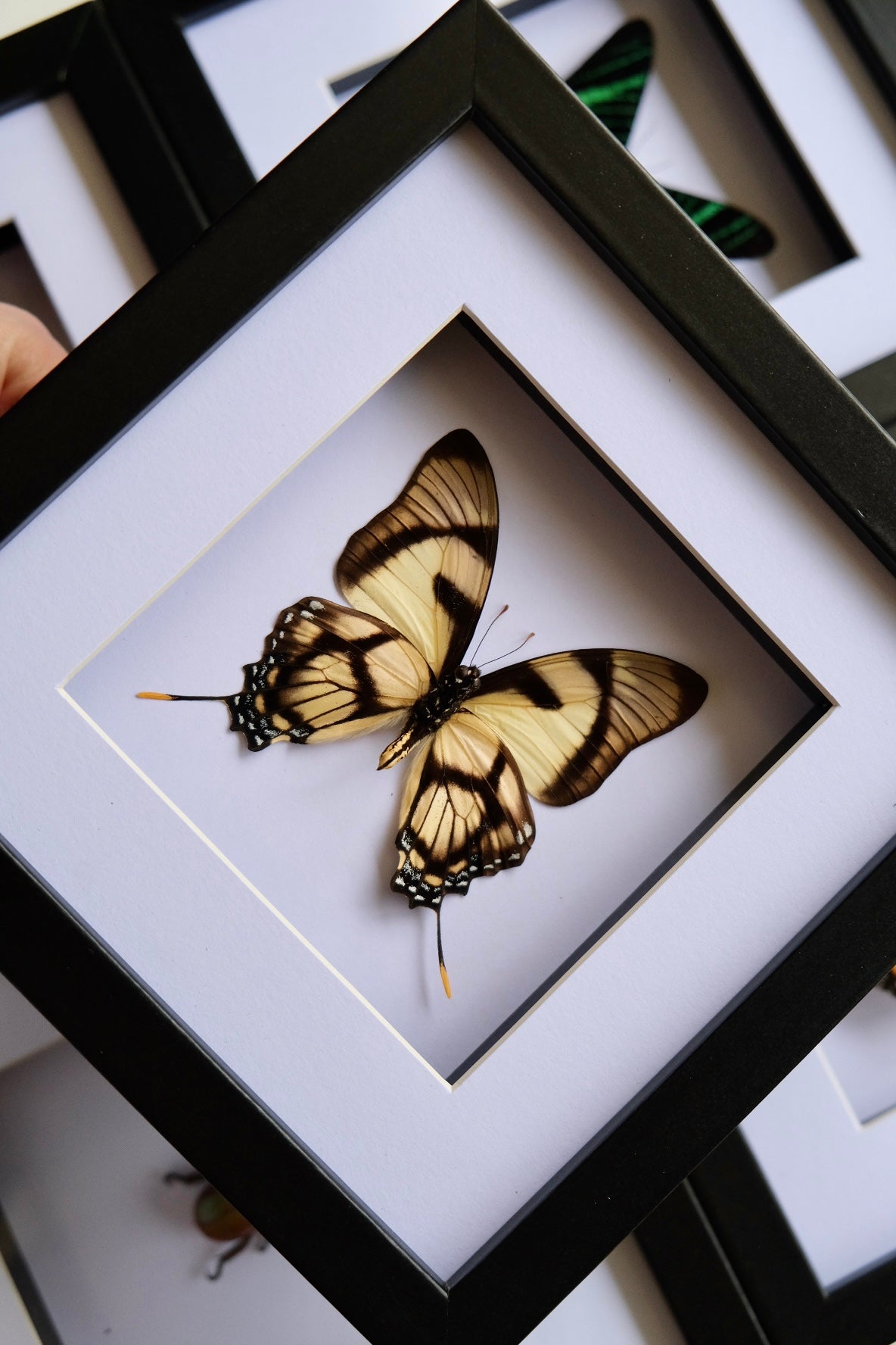 Eurytides Dolicaon Butterfly in a square frame