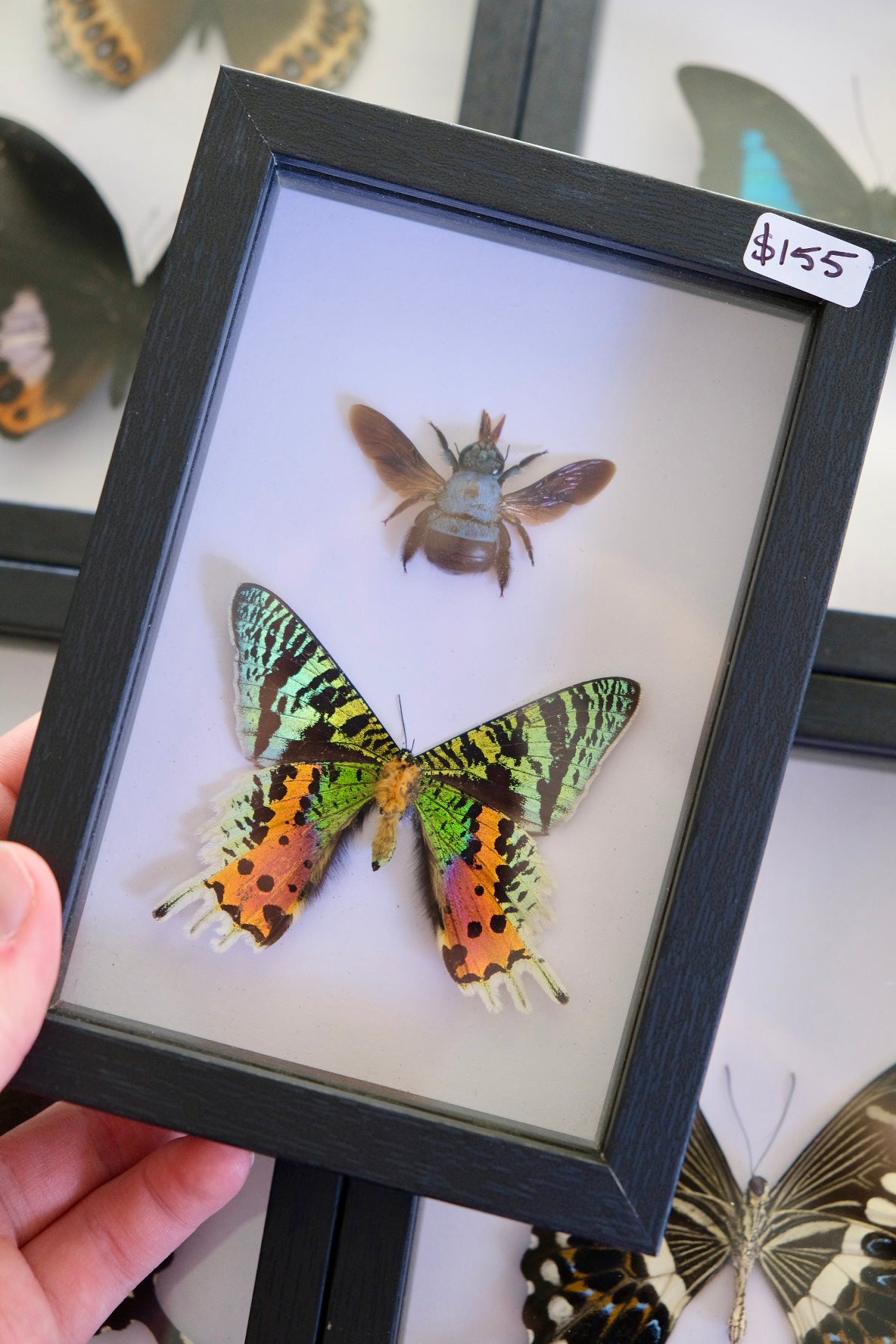 Madagascan Sunset Moth & Blue Carpenter Bee Duo frame (A-)