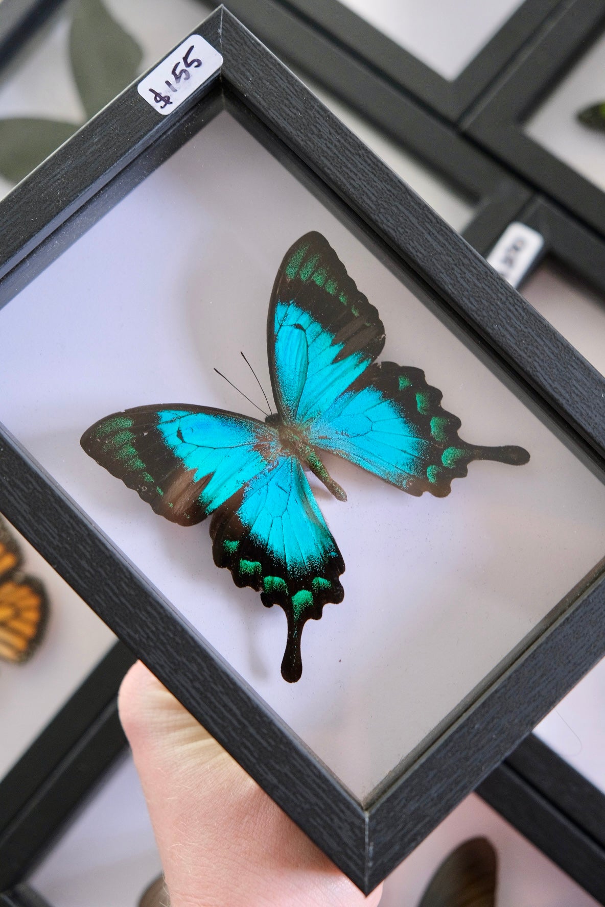 Sea Green Swallowtail / Papilio Lorquinianus Albertisi in a frame