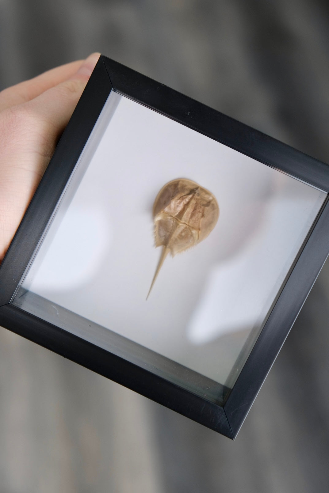 Horseshoe Crab Molt in a frame