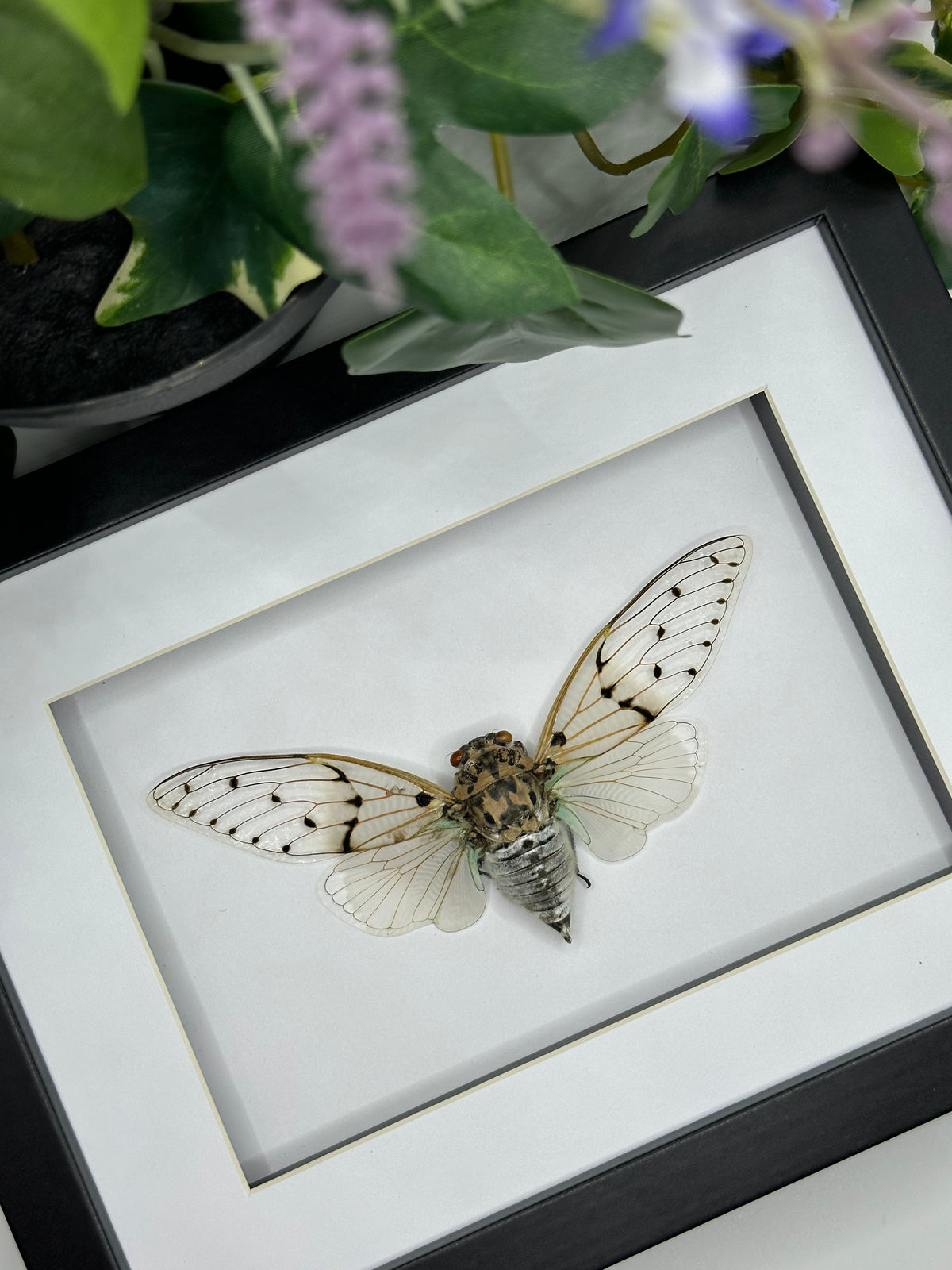 White Ghost Cicada / Ayuthia Spectabile in a larger frame