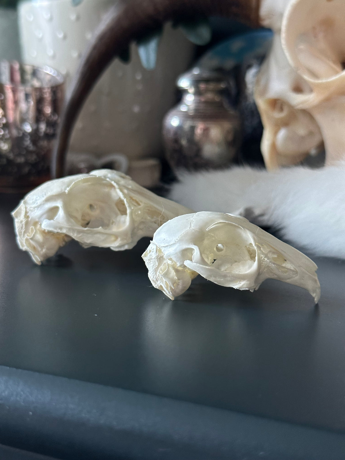 Lagomorph Skull | Craft Grade