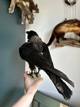 Load image into Gallery viewer, “Zazu” Taxidermy Hooded Crow
