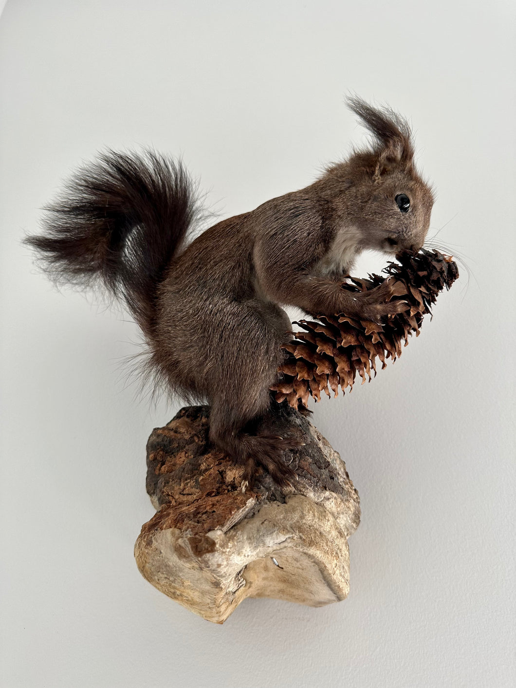 “Fletcher” Taxidermy Squirrel