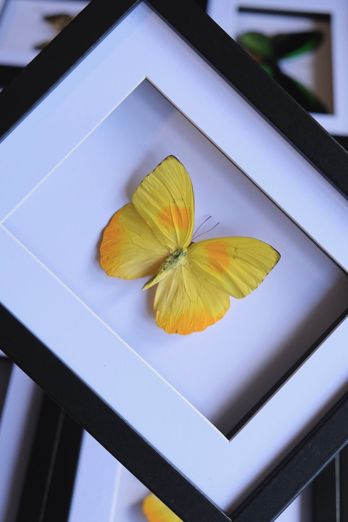 Phoebis Philea / Orange-Barred Sulphur in a frame