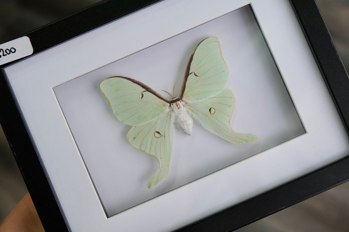 Luna Moth / Actias Luna in a frame #2