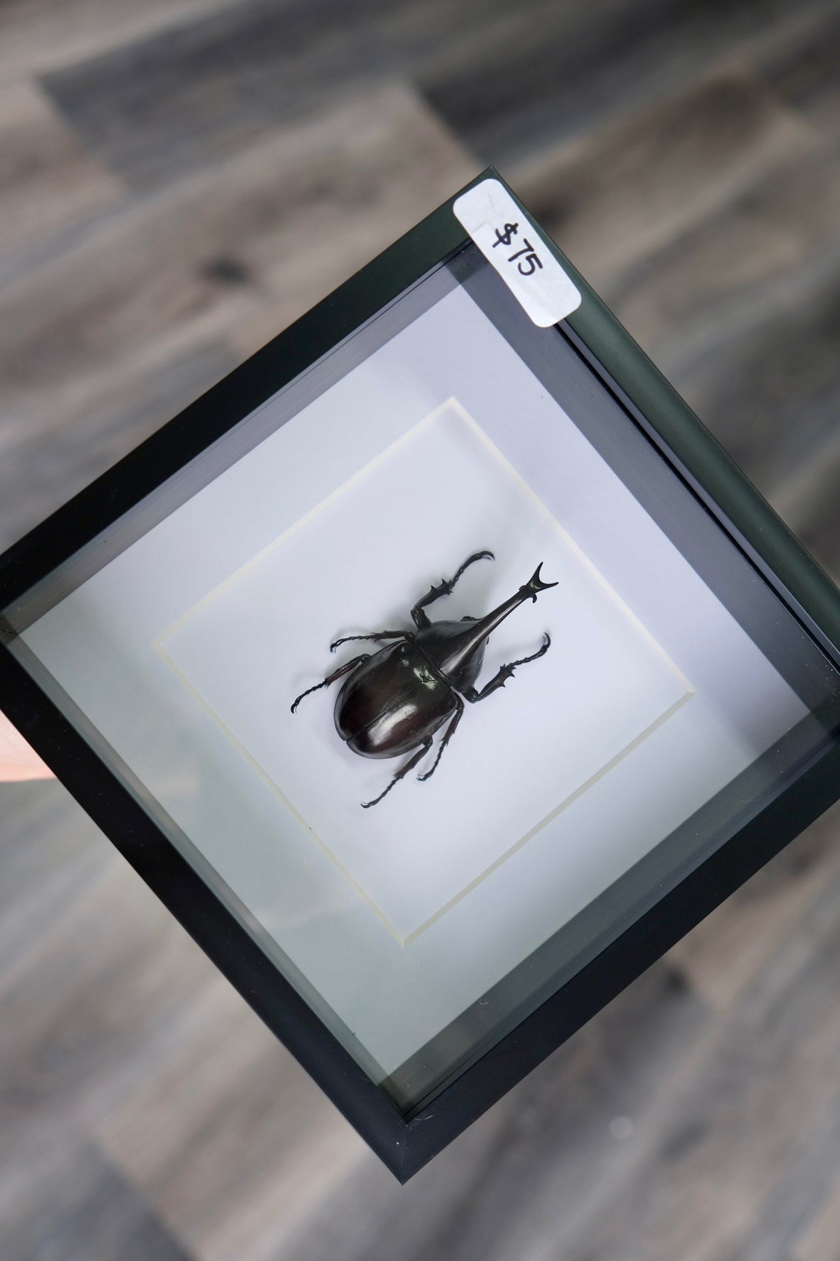 Rhinoceros Beetle in a frame