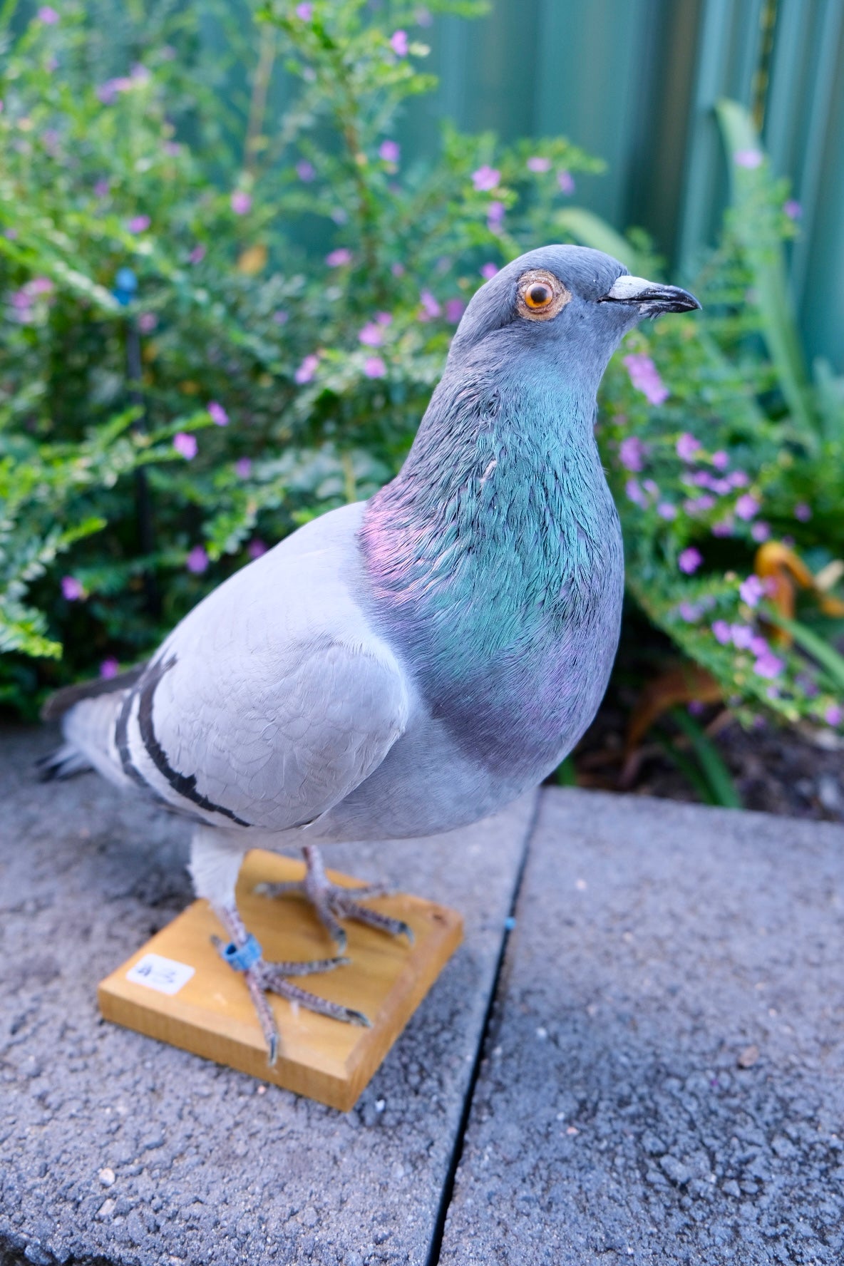 Taxidermy Pigeon #3