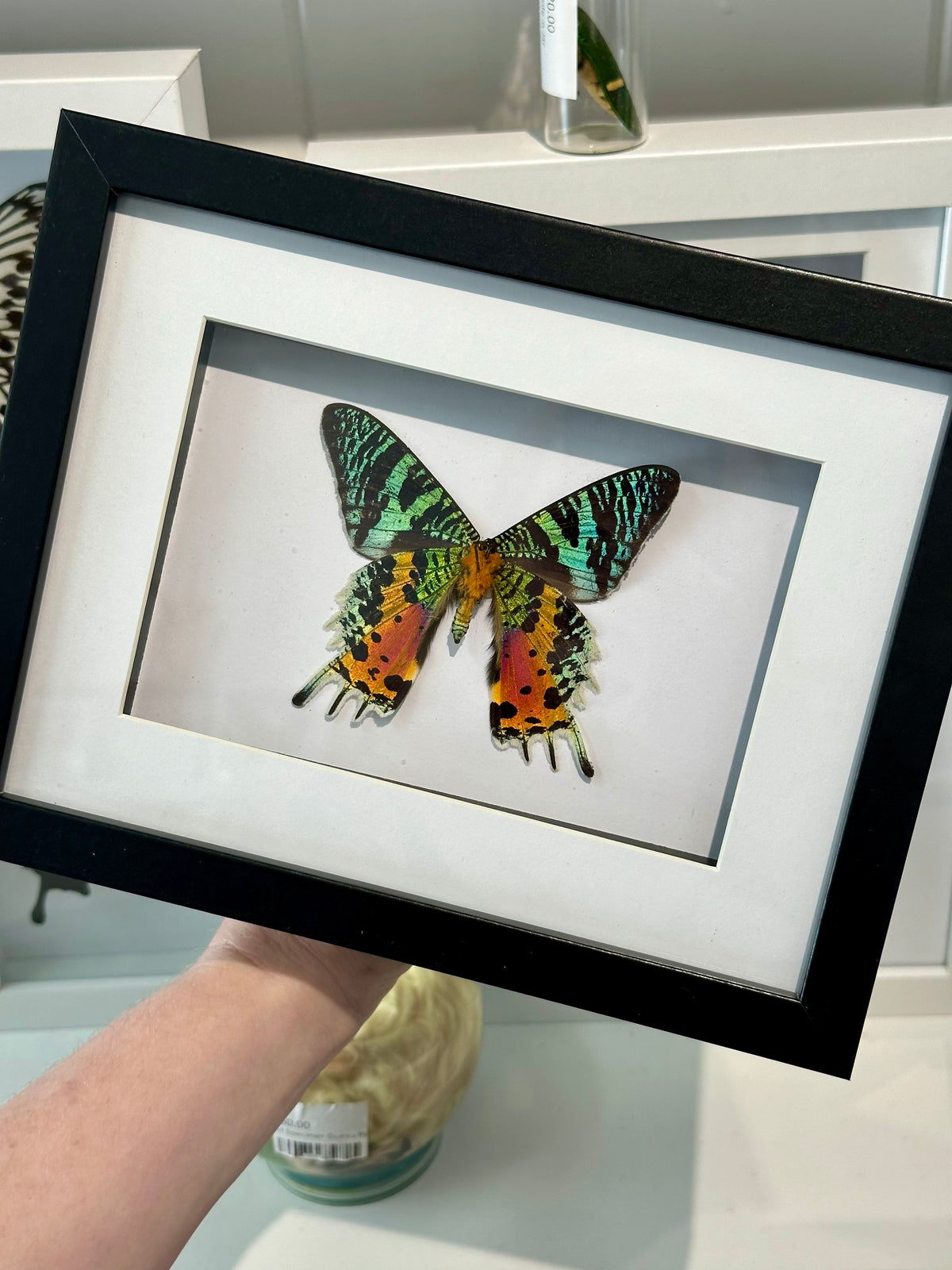 Madagascan Sunset Moth / Chrysiridia Rhipheus in a frame