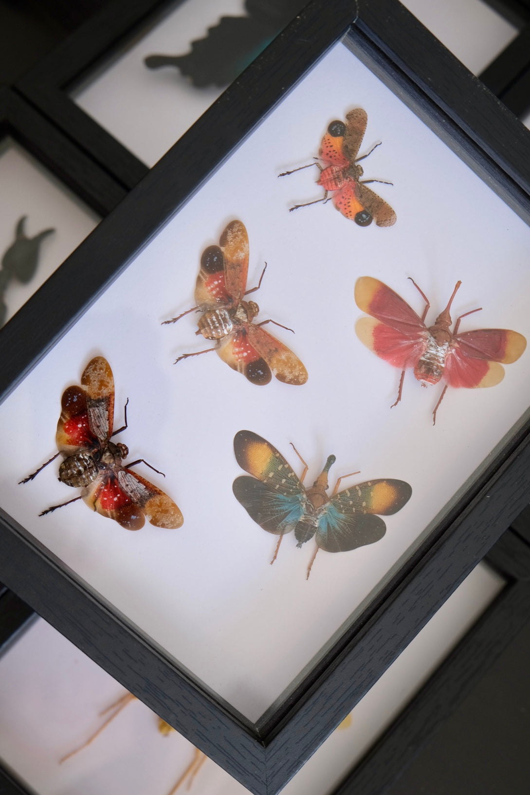 5 x Lanternflies in a frame